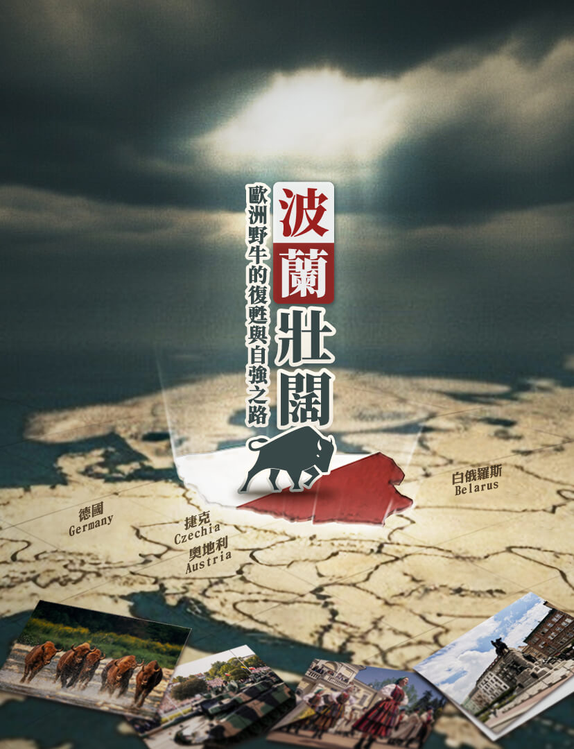 復古歐洲地圖中 聚光燈聚焦在一頭站在波蘭上的歐洲野牛
